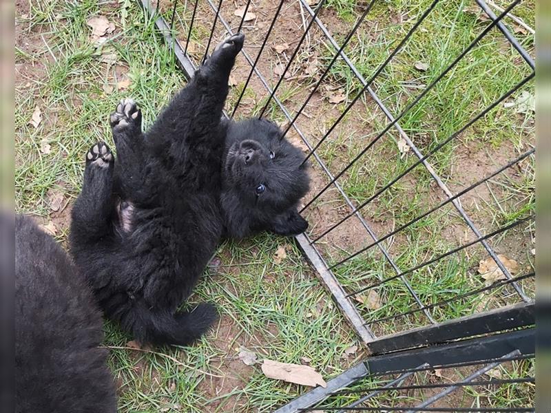 Puscheliger Großspitz sucht neue Aufgaben!