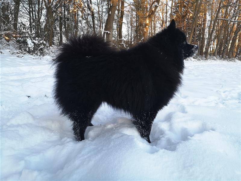 Puscheliger Großspitz sucht neue Aufgaben!