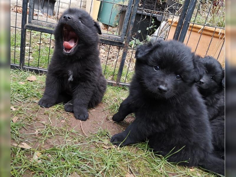 Puscheliger Großspitz sucht neue Aufgaben!