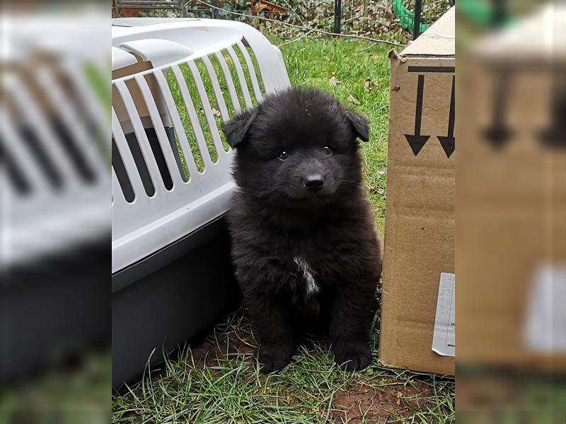 Puscheliger Großspitz sucht neue Aufgaben!