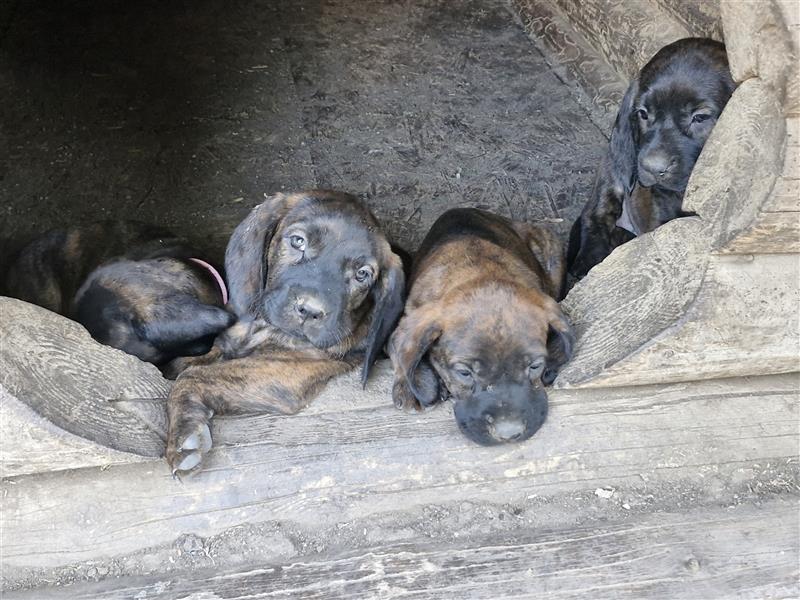 Hannoversche Schweißhundwelpen