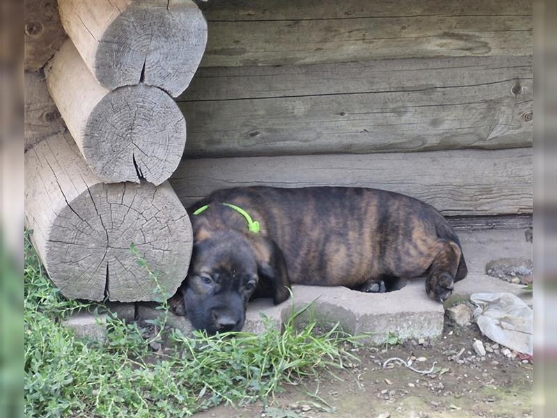 Hannoversche Schweißhundwelpen