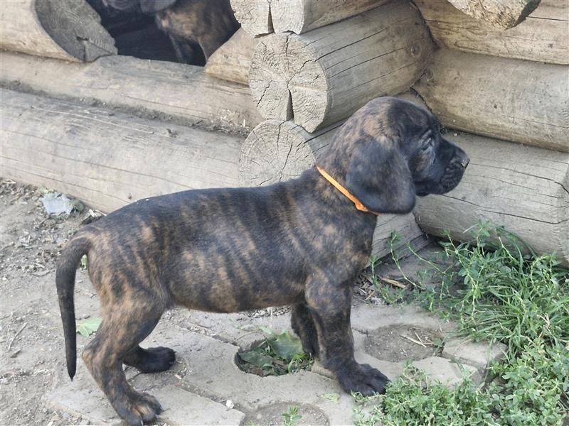 Hannoversche Schweißhundwelpen