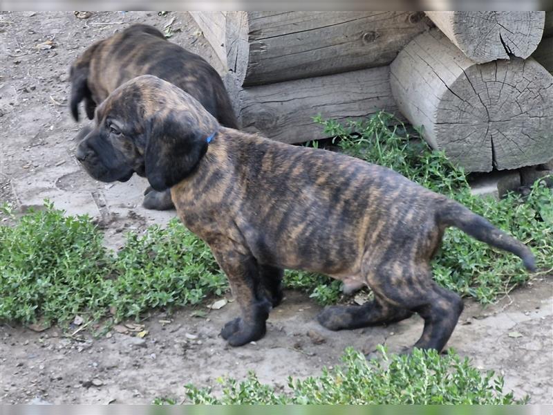 Hannoversche Schweißhundwelpen