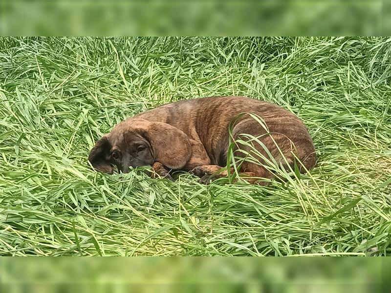 Hannoversche Schweißhund