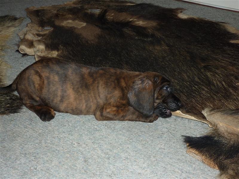 Reinrassige Hannoversche Schweißhunde --- 1 Welpe (Hündin) sucht neues Zuhause