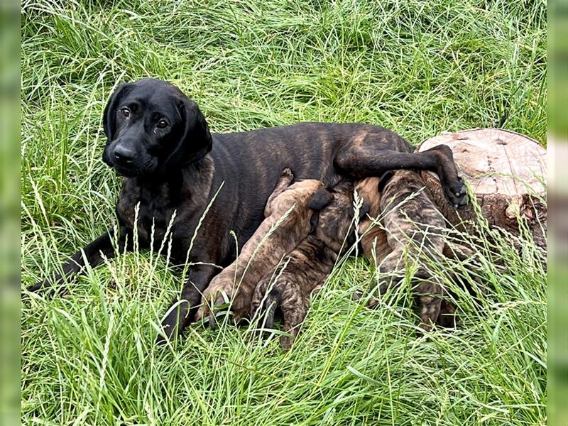 4 reinrassige Hannoversche Schweißhundwelpen