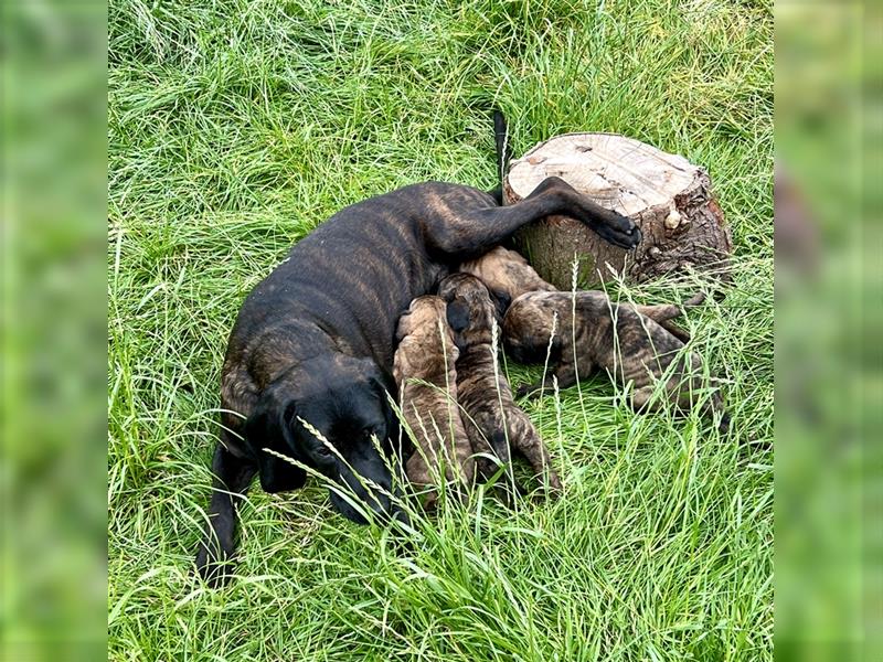 4 reinrassige Hannoversche Schweißhundwelpen