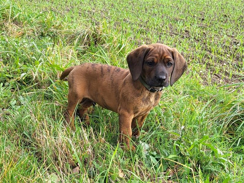 Hannoversche Schweißhund Welpen suchen neues Zuhause