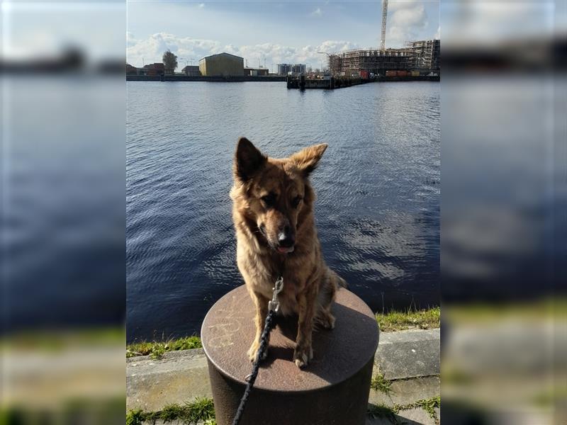 8 gesunde putzmuntere Harzer Fuchs Welpen abzugeben