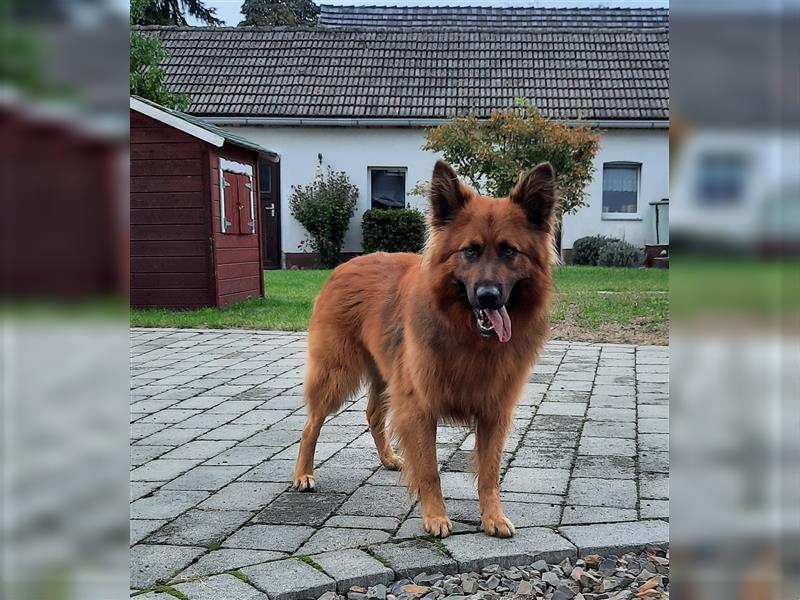 Harzer Fuchs/ Schäferhund-Mischling