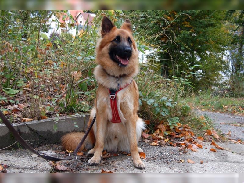 Red Buddy - sucht eine aktive Familie - Tierhilfe Franken e.V.