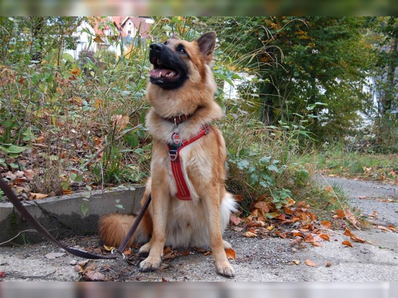 Red Buddy - sucht eine aktive Familie - Tierhilfe Franken e.V.