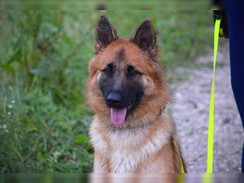 Red Buddy - sucht eine aktive Familie - Tierhilfe Franken e.V.