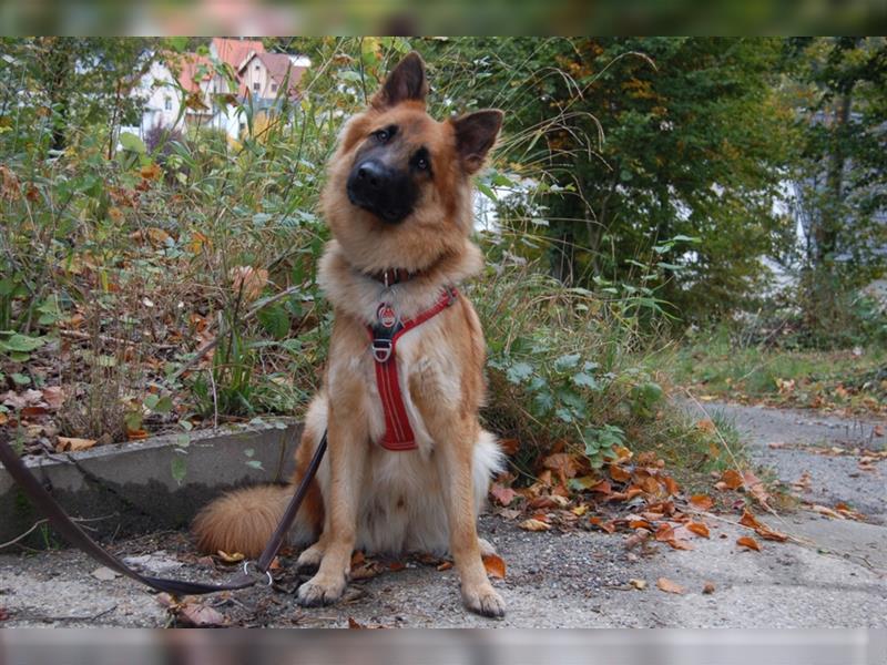 Red Buddy - sucht eine aktive Familie - Tierhilfe Franken e.V.