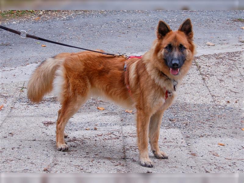 Red Buddy - sucht eine aktive Familie - Tierhilfe Franken e.V.