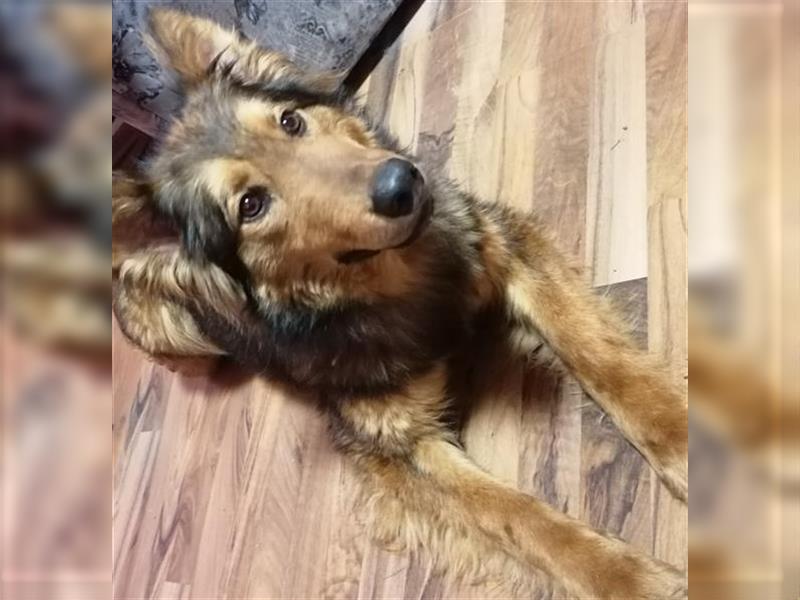 Hund zu verkaufen 3-4 Jahre alt