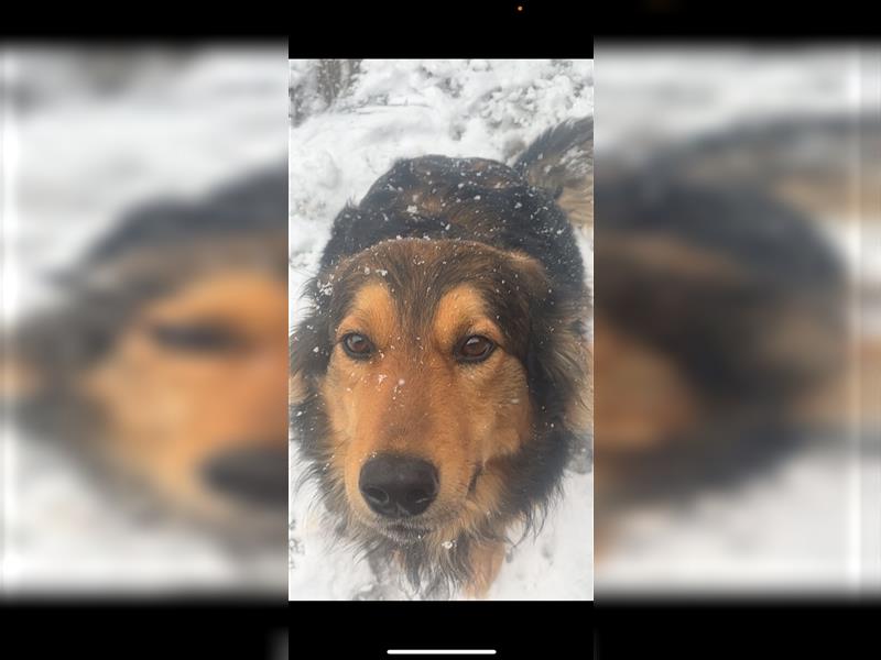 Hund zu verkaufen 3-4 Jahre alt