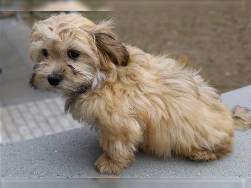 Wunderschöne reinrassige Havaneser Welpen Familienhund abgabebereit komplett Durchgeimpft