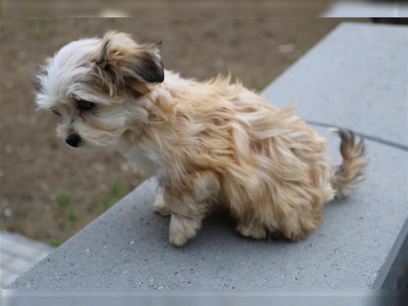 Wunderschöne reinrassige Havaneser Welpen Familienhund abgabebereit komplett Durchgeimpft