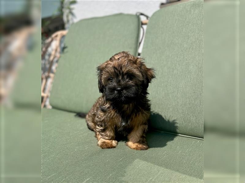 Welpen, Hundebabys Havaneser Shih Tzu, 79761 Waldshut-Tiengen, Freiburg, Stuttgart