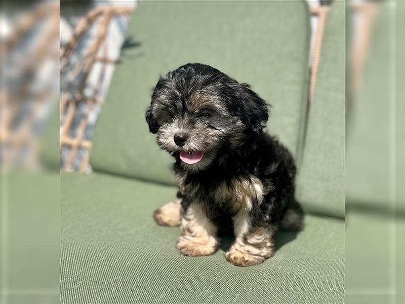 Welpen, Hundebabys Havaneser Shih Tzu, 79761 Waldshut-Tiengen, Freiburg, Stuttgart