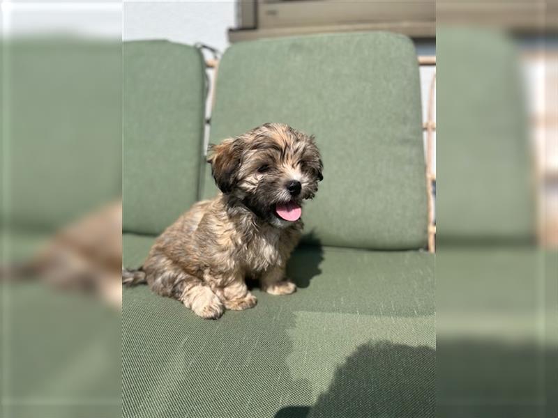 Welpen Hundebabys Havaneser / Shih-Tzu Neuwied, Köln, Frankfurt am Main