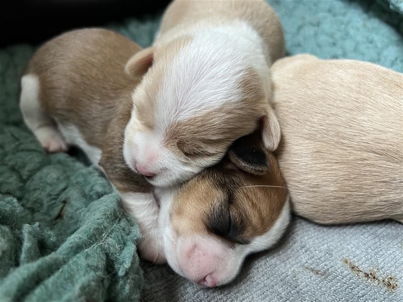 Havaneser- Hybridhunde nur in beste Hände abzugeben