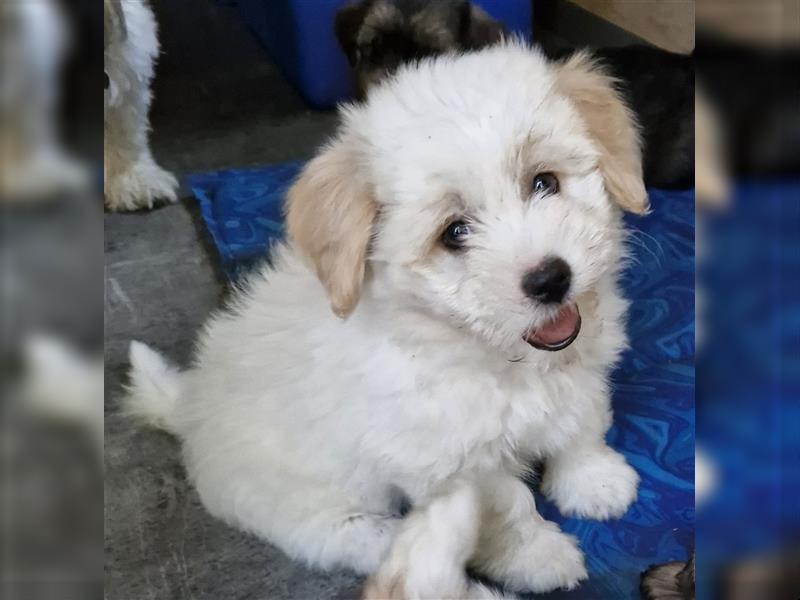 Havanese Welpen