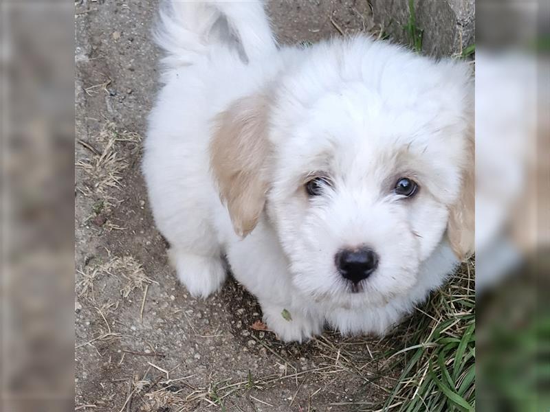 Havanese Welpen