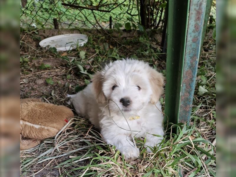 Havanese Welpen