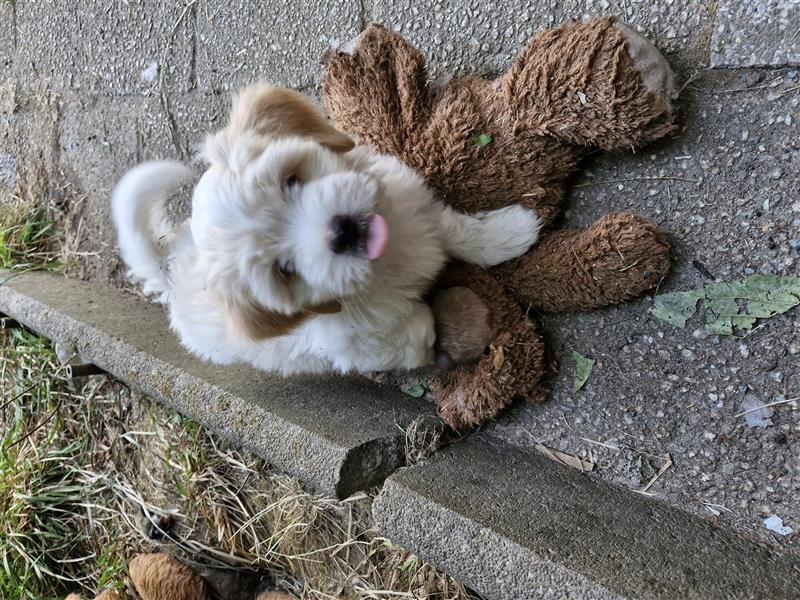 Havanese Welpen