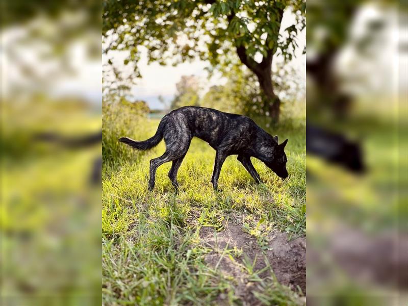 Herder Hündin, Holländische Schäferhündin