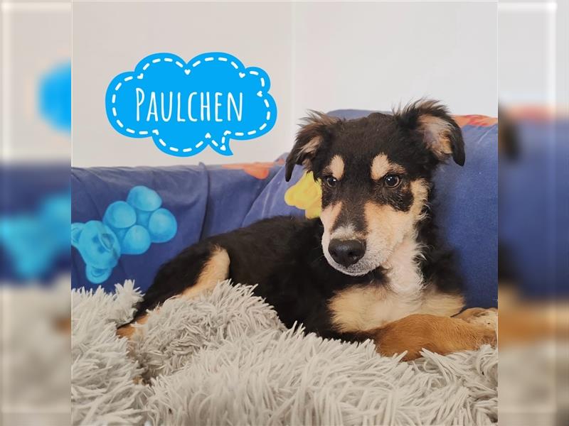 Paulchen ein ängstlicher Schatz