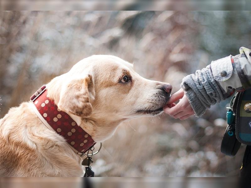 Hundebetreuung mit Familienanschluss, Fürsorge und Verantwortung; Tier- und Housesitting