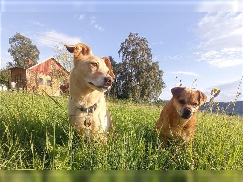 Hundebetreuung mit Familienanschluss, Fürsorge und Verantwortung sowie Tier- und Haussitting