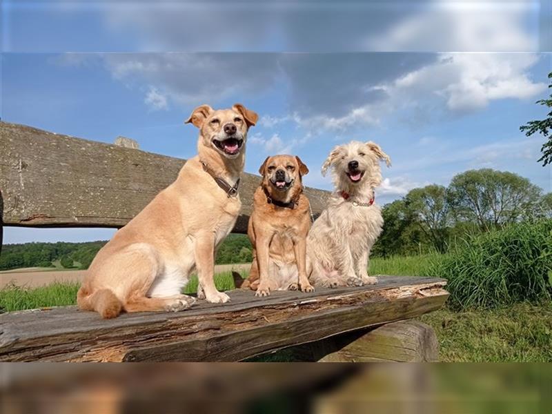 Hundebetreuung mit Familienanschluss, Fürsorge und Verantwortung sowie Tier- und Haussitting