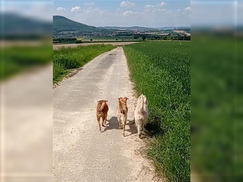 Hundebetreuung mit Familienanschluss, Fürsorge und Verantwortung sowie Tier- und Haussitting