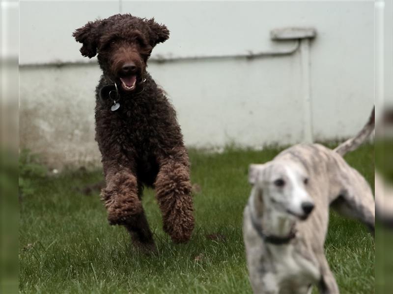 Hundepension in Bad Sassendorf