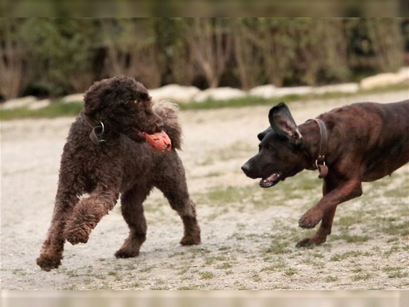 Hundepension in Bad Sassendorf