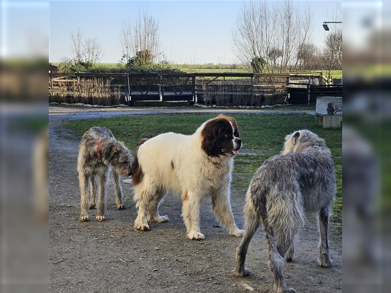 Hundepension in Bad Sassendorf