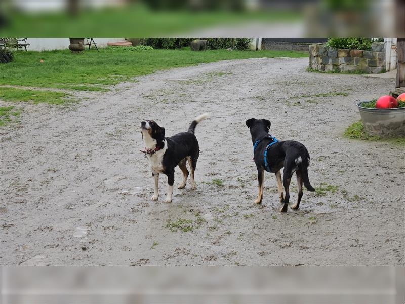 Hundepension in Bad Sassendorf