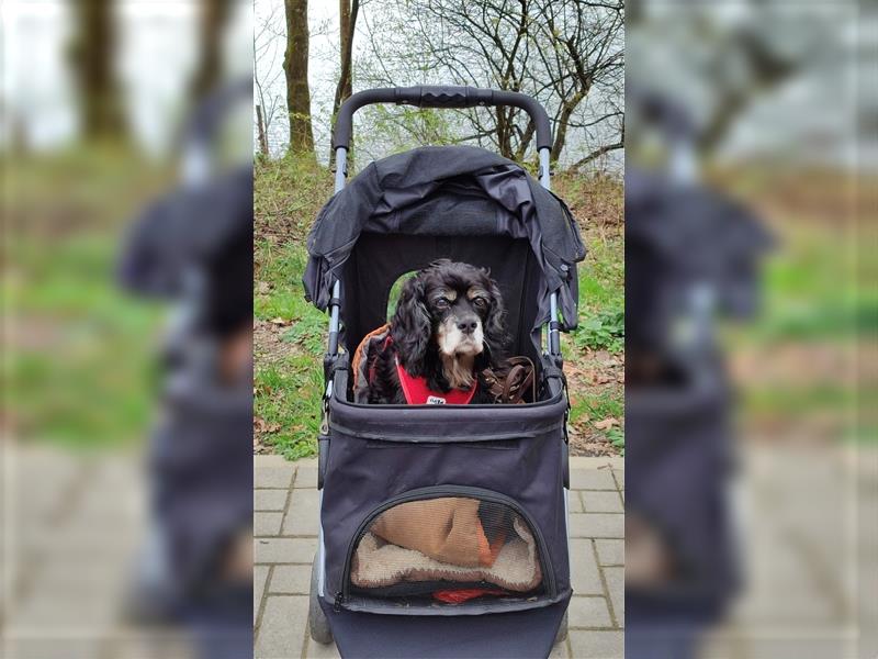 Hundewagen mit Regenschutz