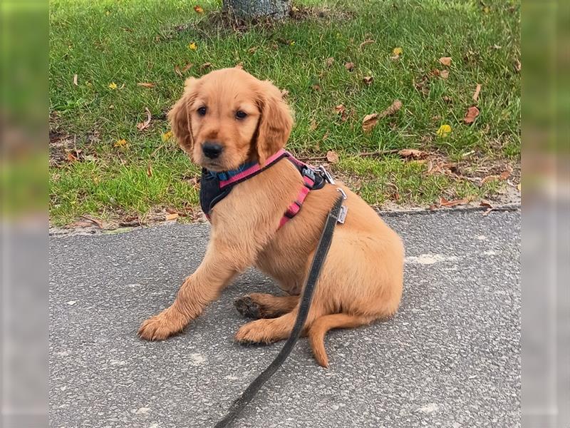 Golden Irish Welpen