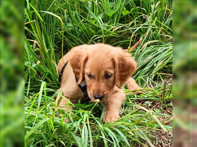 Golden Irish Welpen