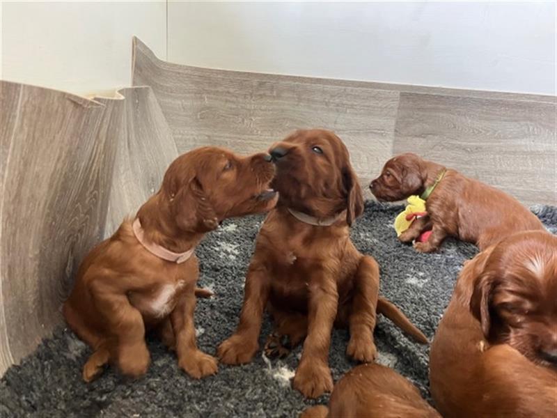 Wenige Irish Red Setter Welpen mit VDH/FCI-Papieren suchen noch nach ihrem zukünftigen Wirkungskreis