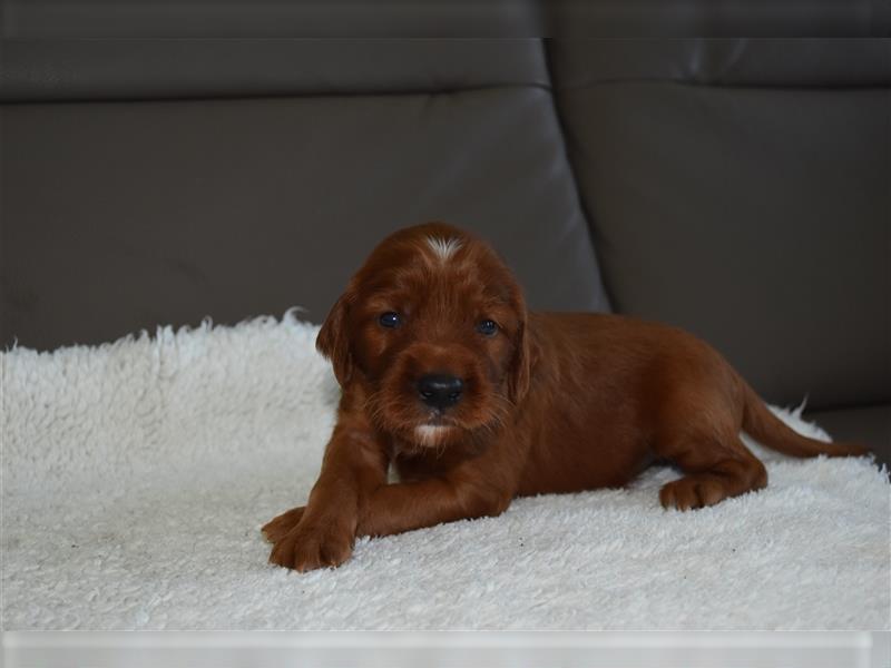 Wenige Irish Red Setter Welpen mit VDH/FCI-Papieren suchen noch nach ihrem zukünftigen Wirkungskreis