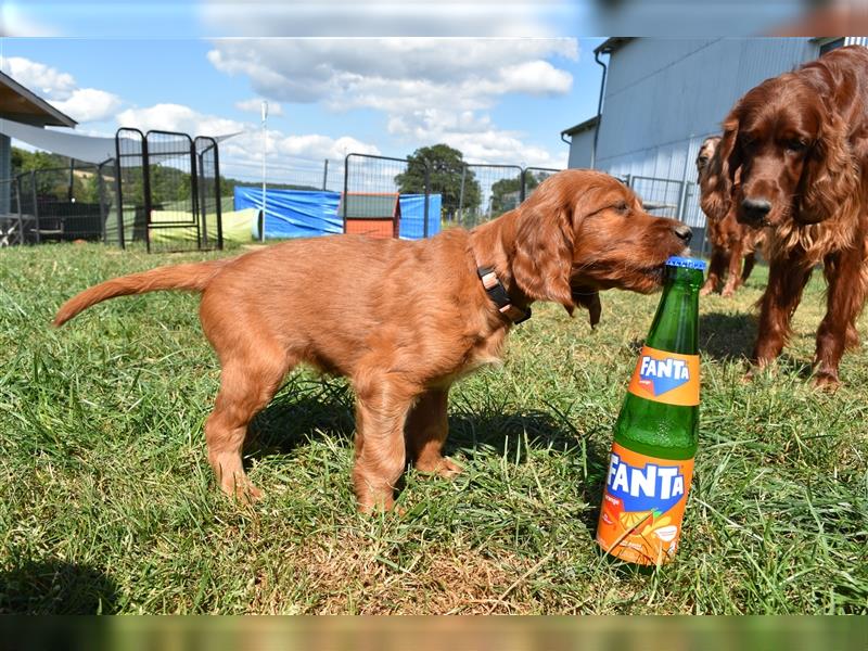 Wenige Irish Red Setter Welpen mit VDH/FCI-Papieren suchen noch nach ihrem zukünftigen Wirkungskreis