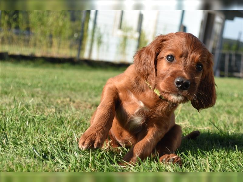 Wenige Irish Red Setter Welpen mit VDH/FCI-Papieren suchen noch nach ihrem zukünftigen Wirkungskreis