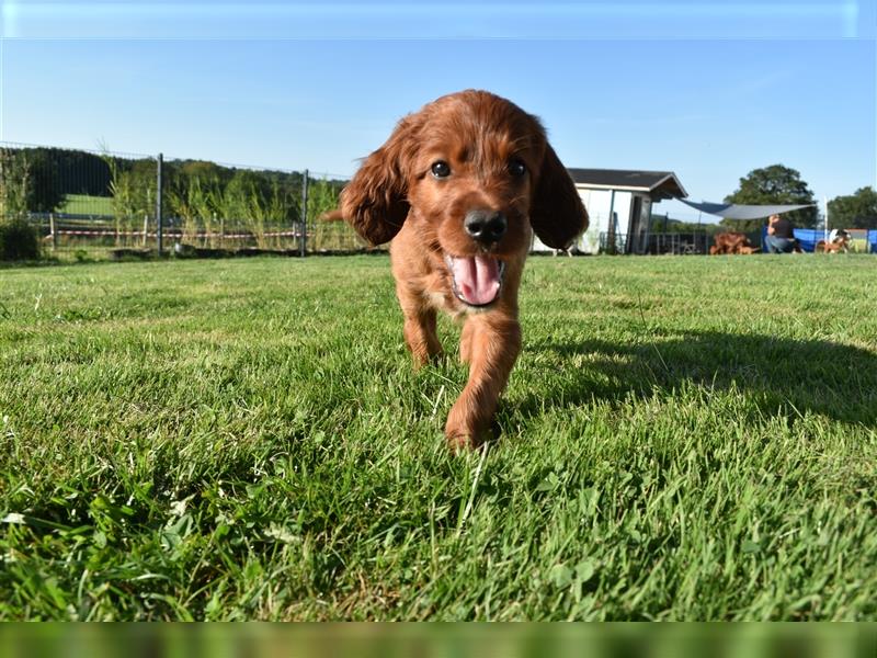 Wenige Irish Red Setter Welpen mit VDH/FCI-Papieren suchen noch nach ihrem zukünftigen Wirkungskreis